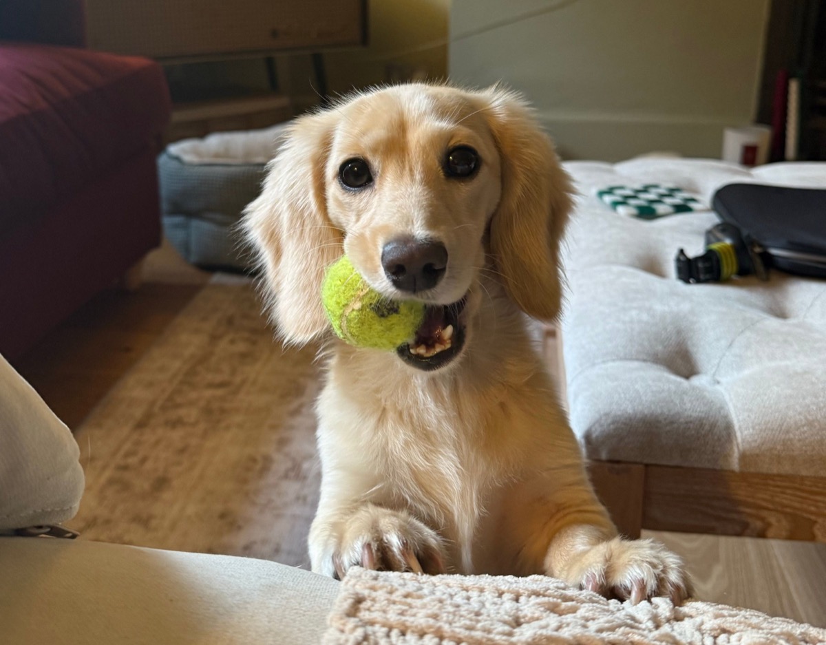 A cream long-haired miniature dachshund looking at the camera