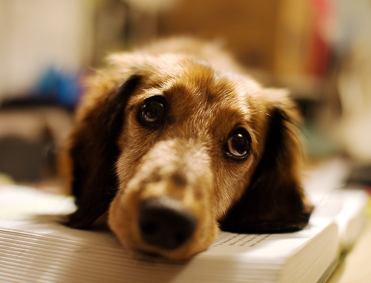 A relaxed long-haired dachshund resting its chin on a surface