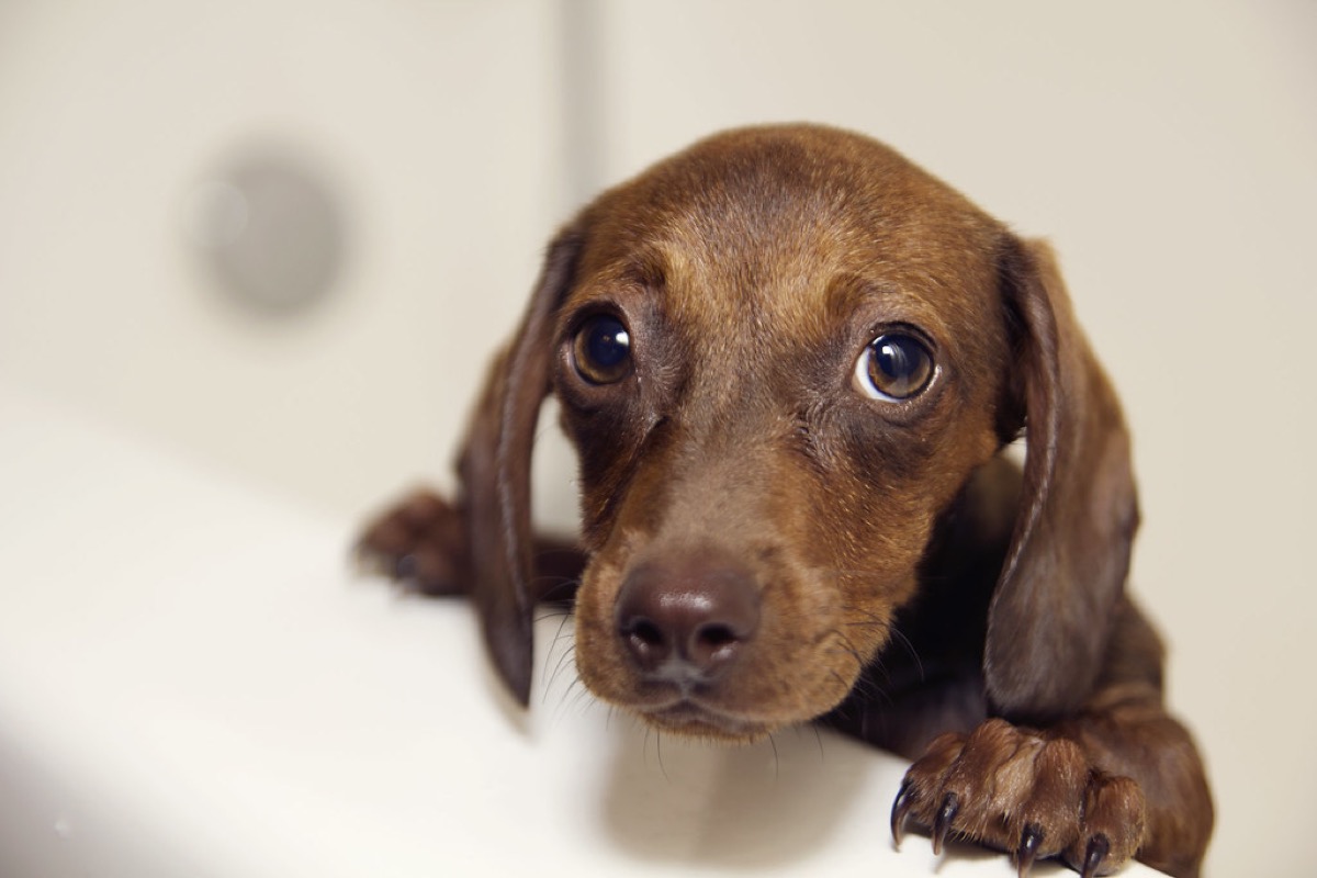 A chocolate dachshund puppy with big eyes