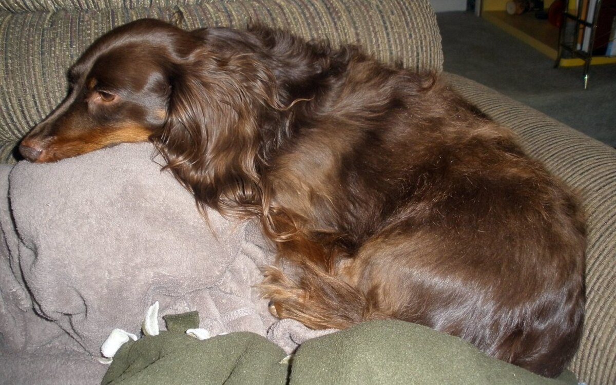 A long-haired dachshund resting calmly on a soft surface