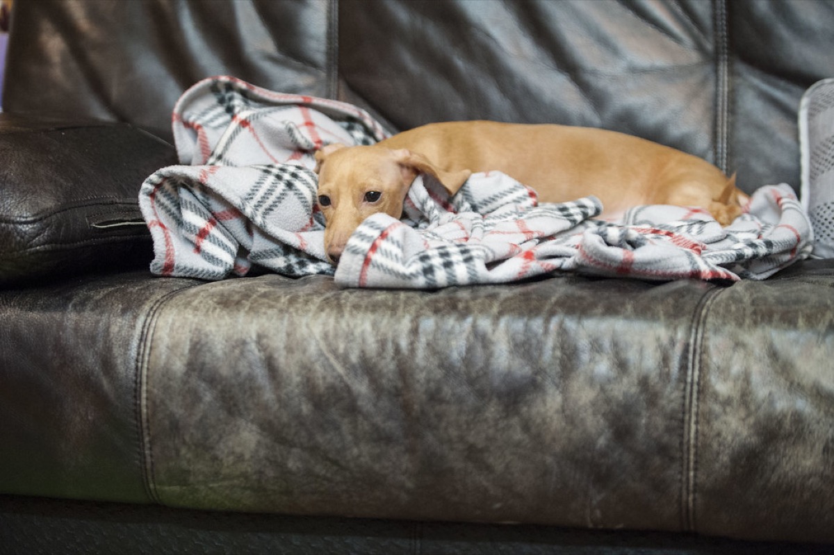 A dachshund relaxing on a couch with a blanket