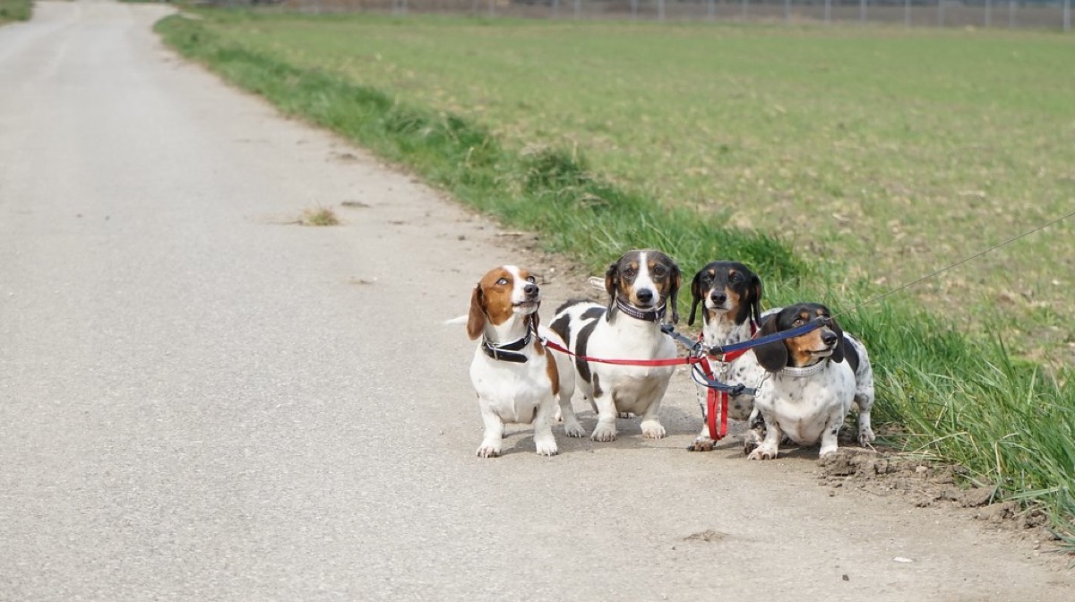 Three dachshunds of different sizes and colors on a walk