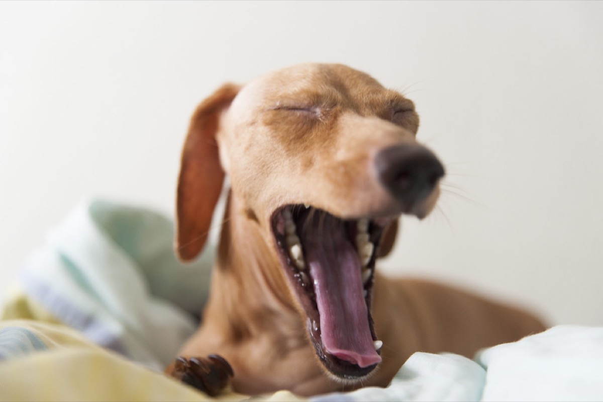 A tan dachshund with its mouth open mid-yawn