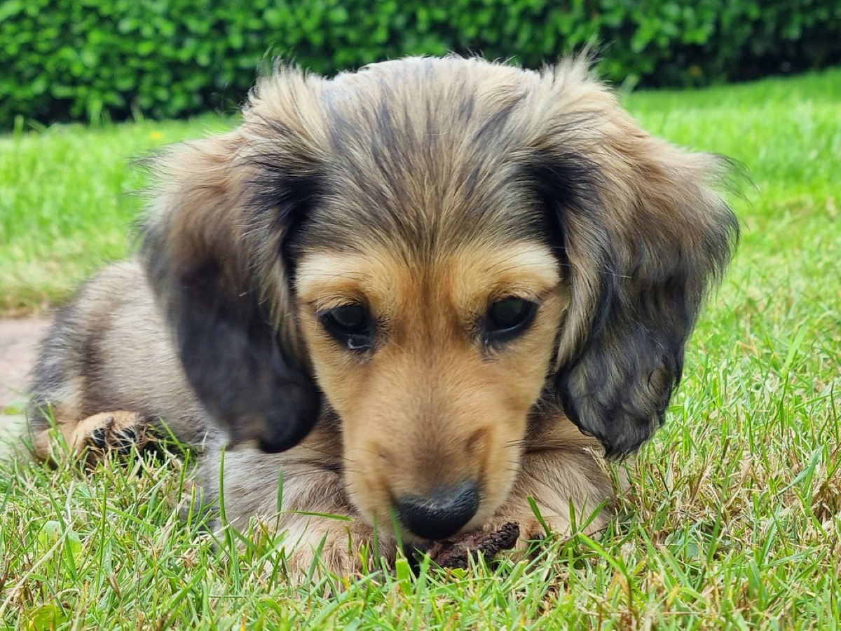 A dachshund puppy outdoors on the grass