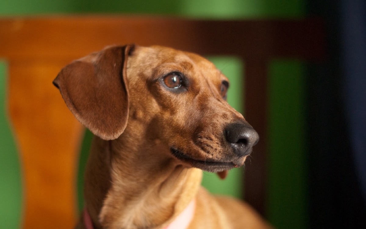 A smooth red dachshund looking alert, sitting indoors